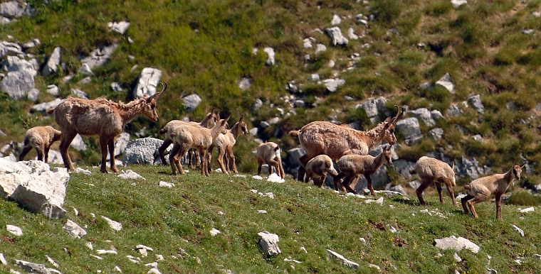 Camoscio d''Abruzzo Rupicapra pyrenaica ornata